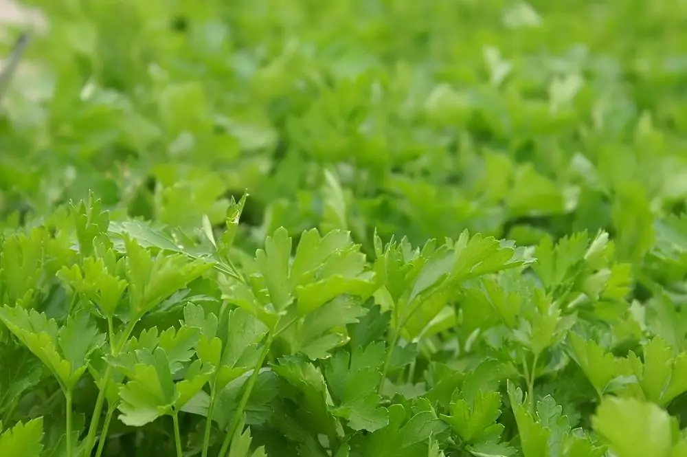 Dark Green Italian Giant Parsley