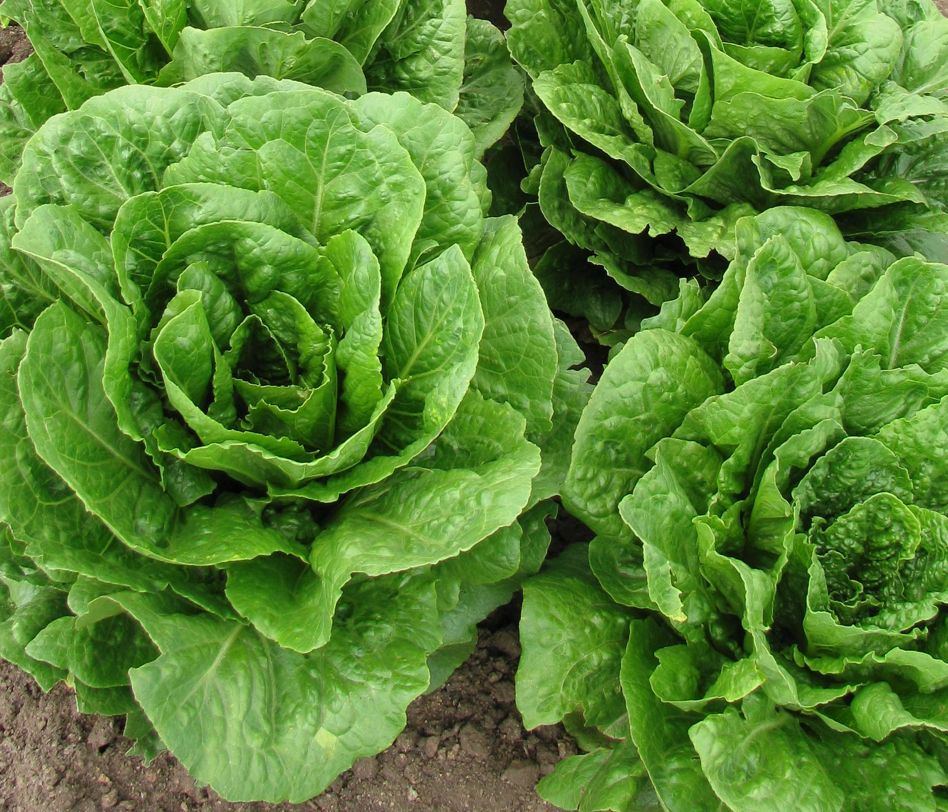 Dark Green Romaine