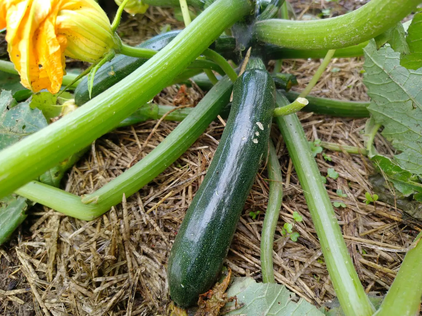 Dark Green Summer Squash