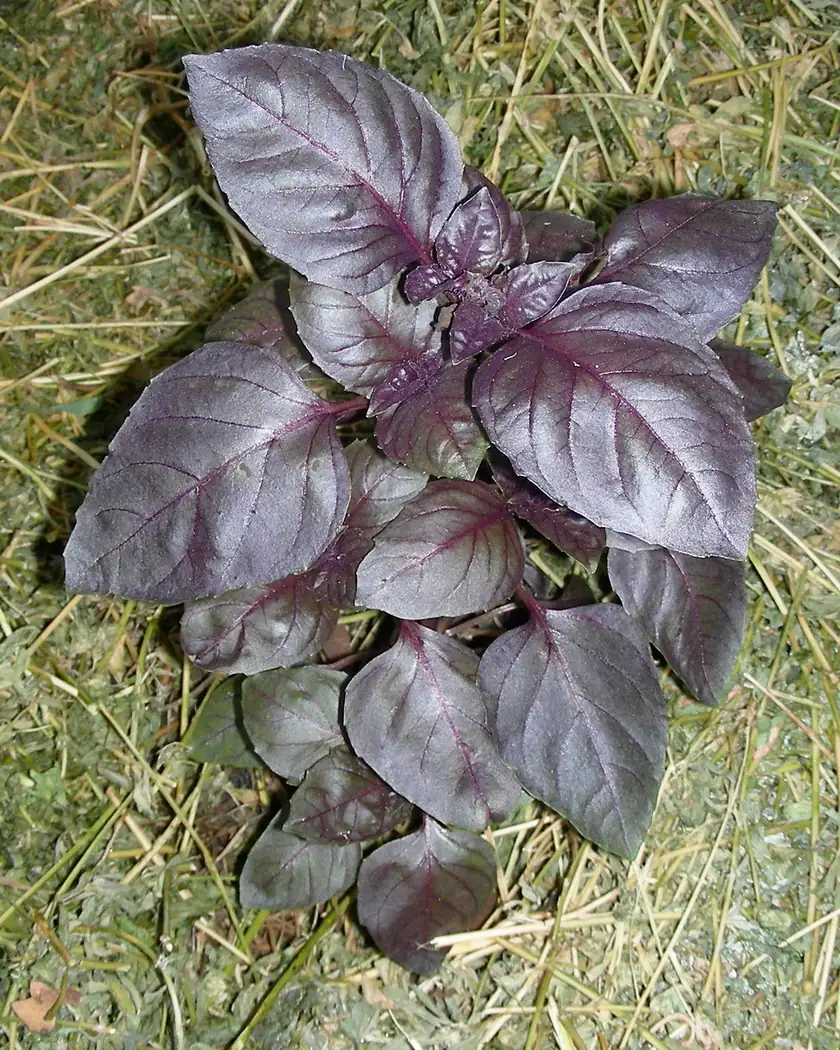 Dark Opal Basil