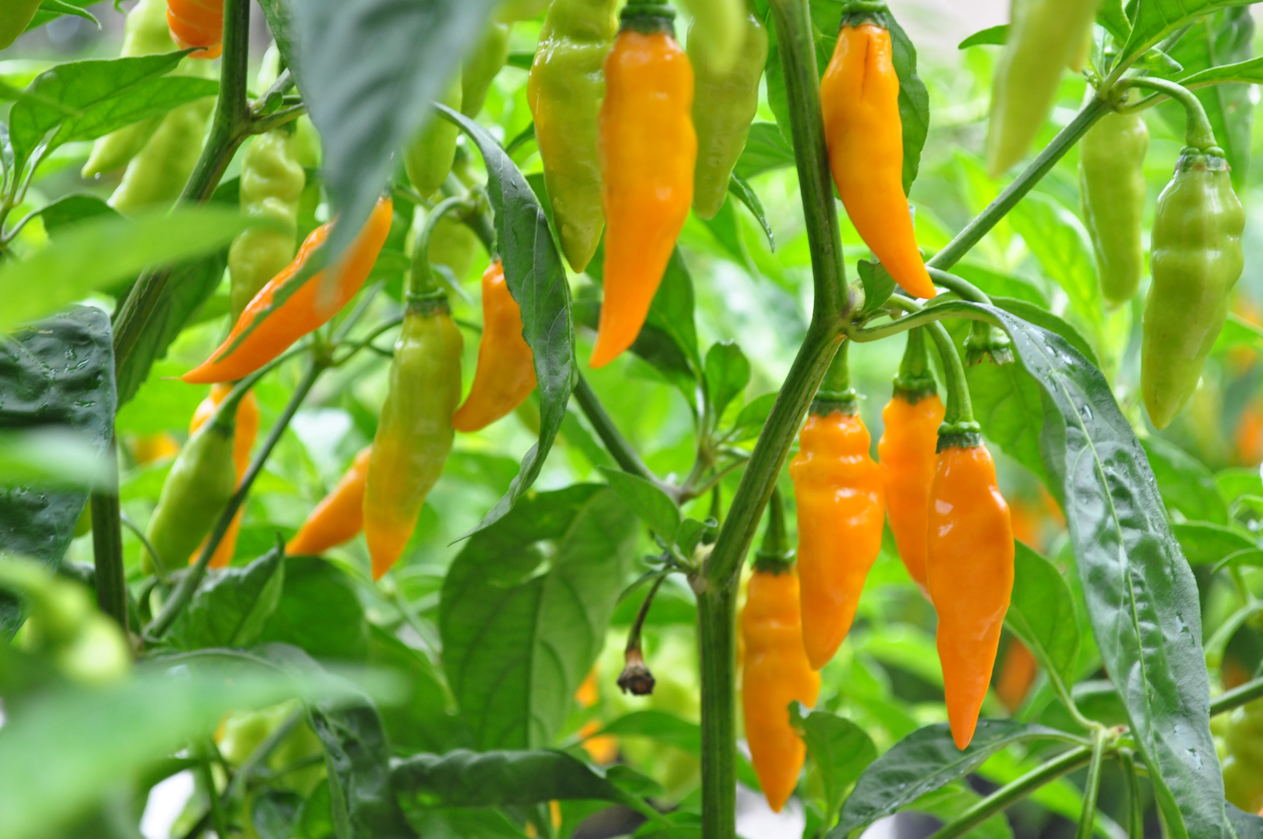 Datil peppers