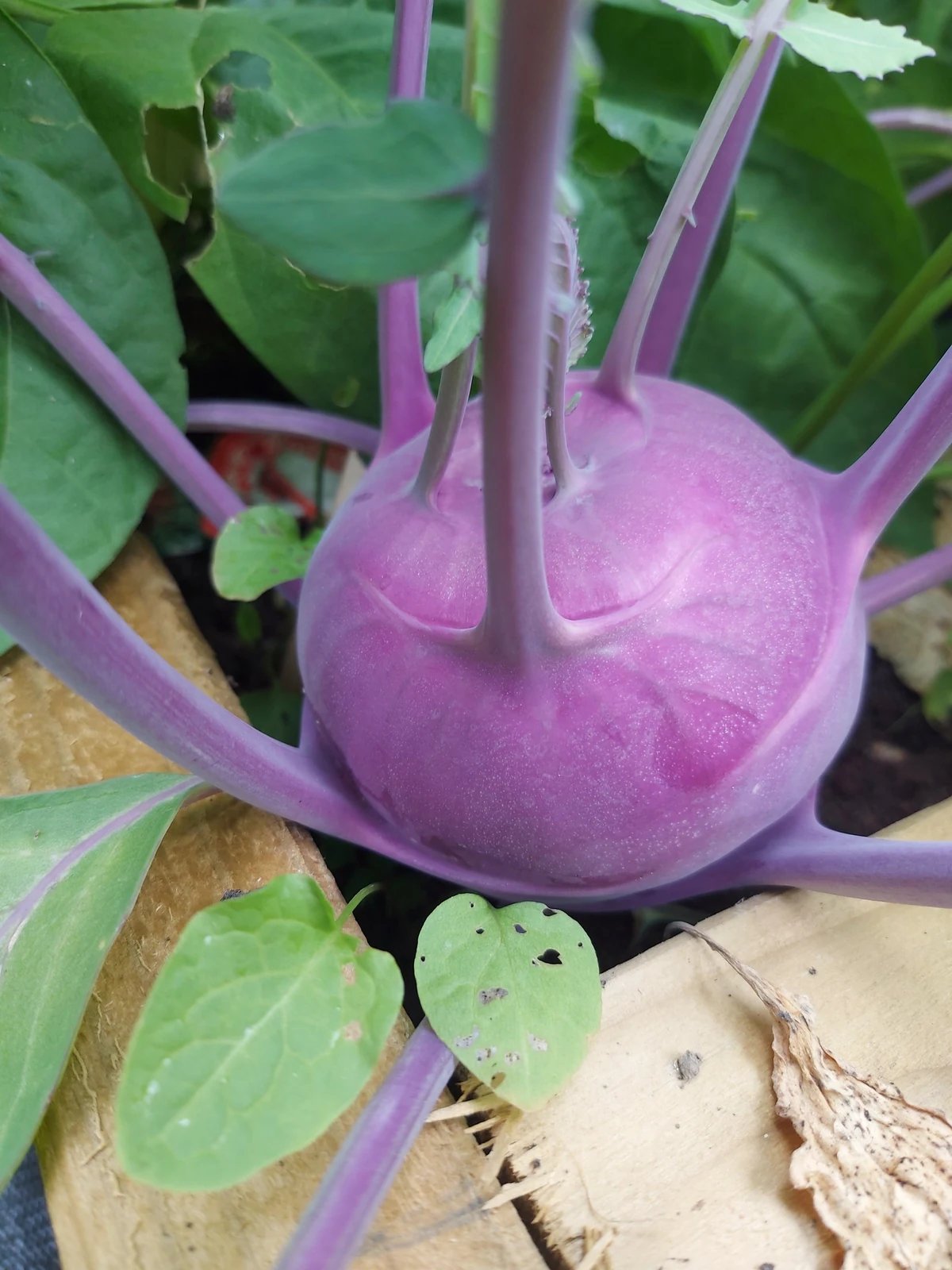 Delicatesse Blue Kohlrabi