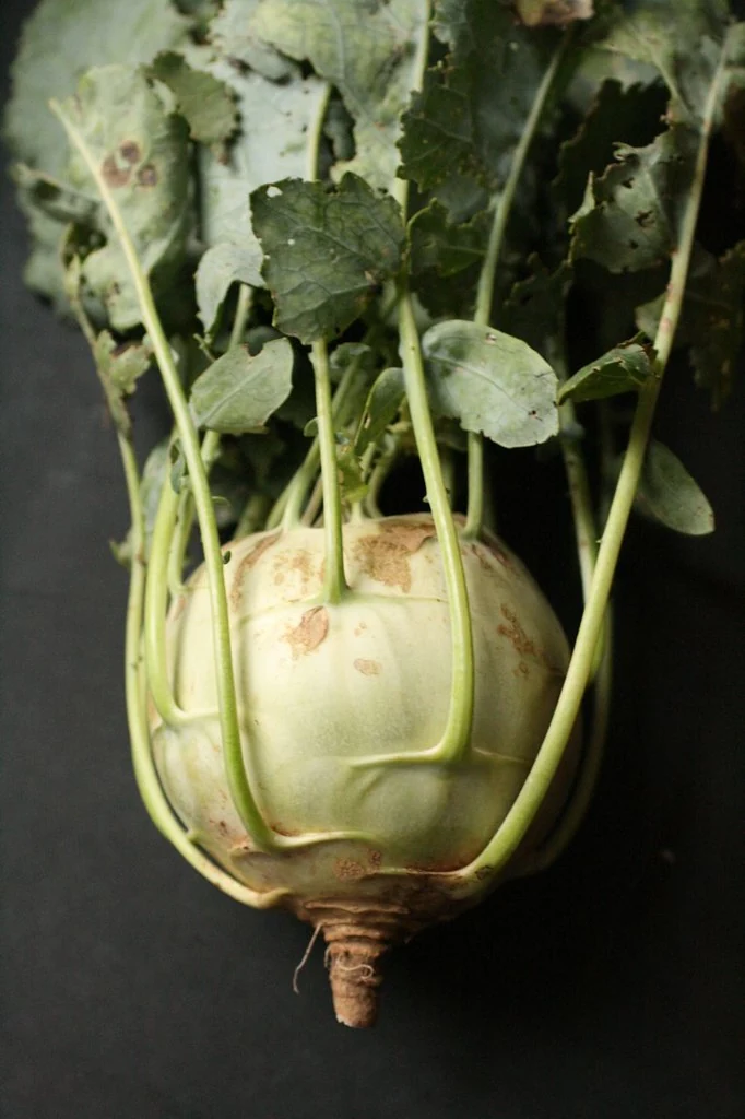 Delicatesse White Kohlrabi