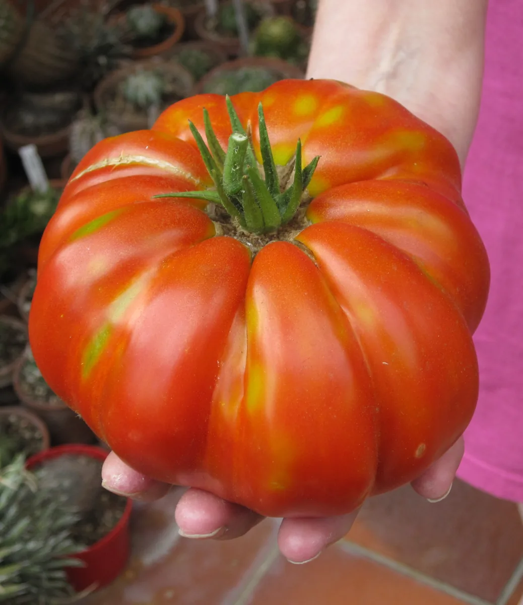 Delicious Tomatoes