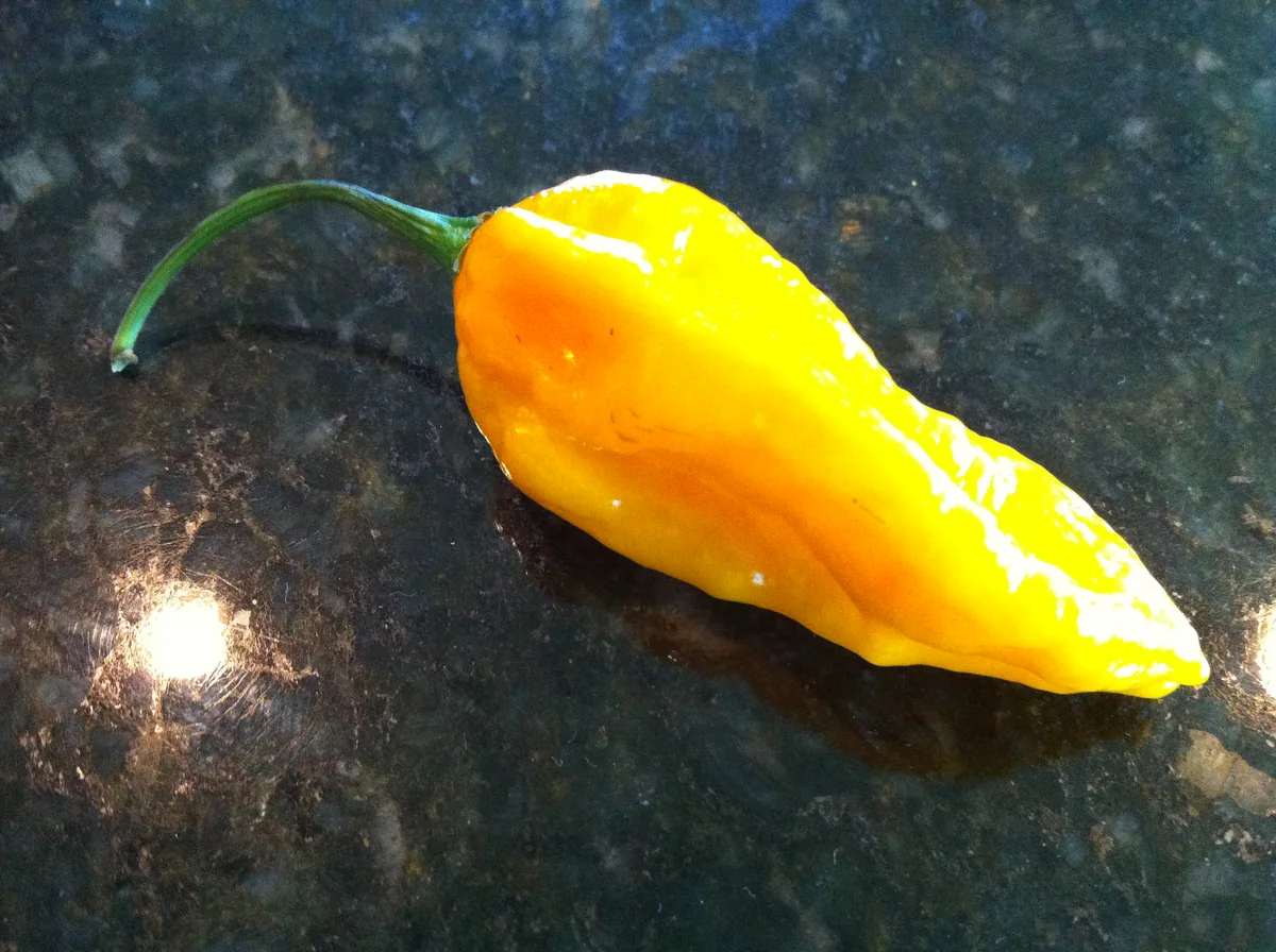 Devils Tongue Yellow Hot Peppers