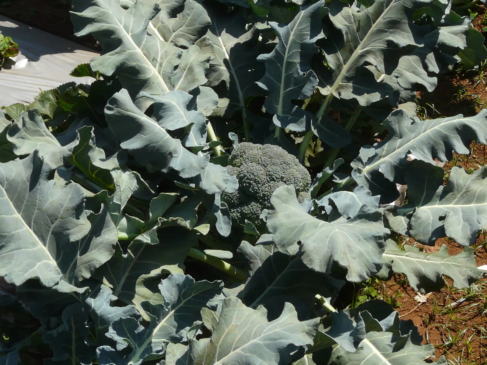 Di Cicco Broccoli