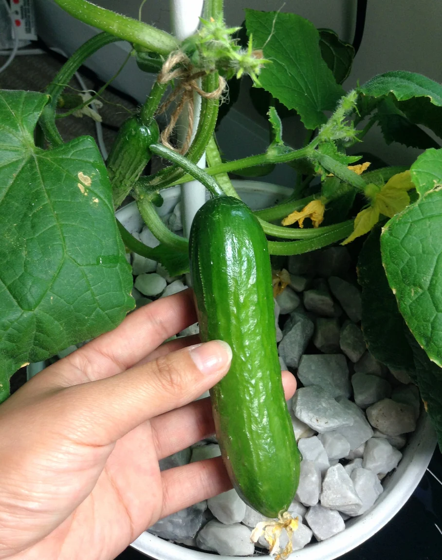 Diva Cucumbers