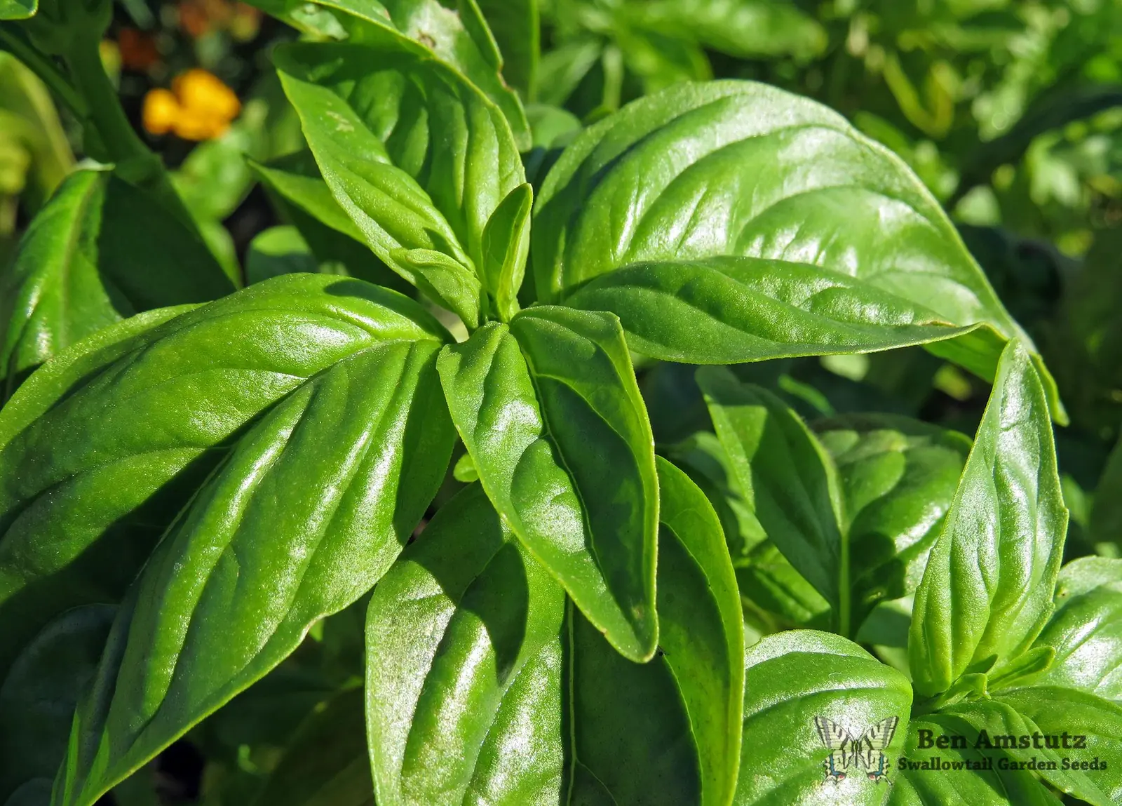 Dolce Fresca Basil