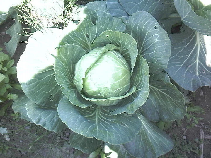 Drumhead Cabbage