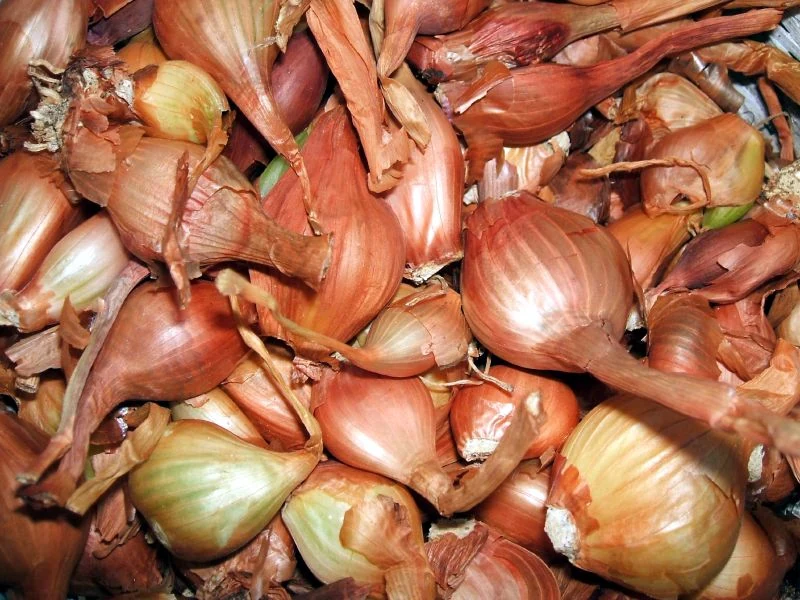 Dutch Yellow Shallots