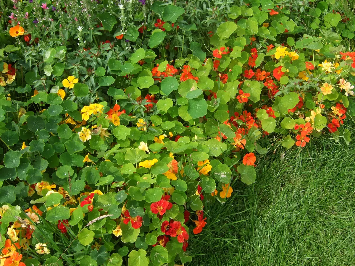 Dwarf Jewel Mix Nasturtium Flowers