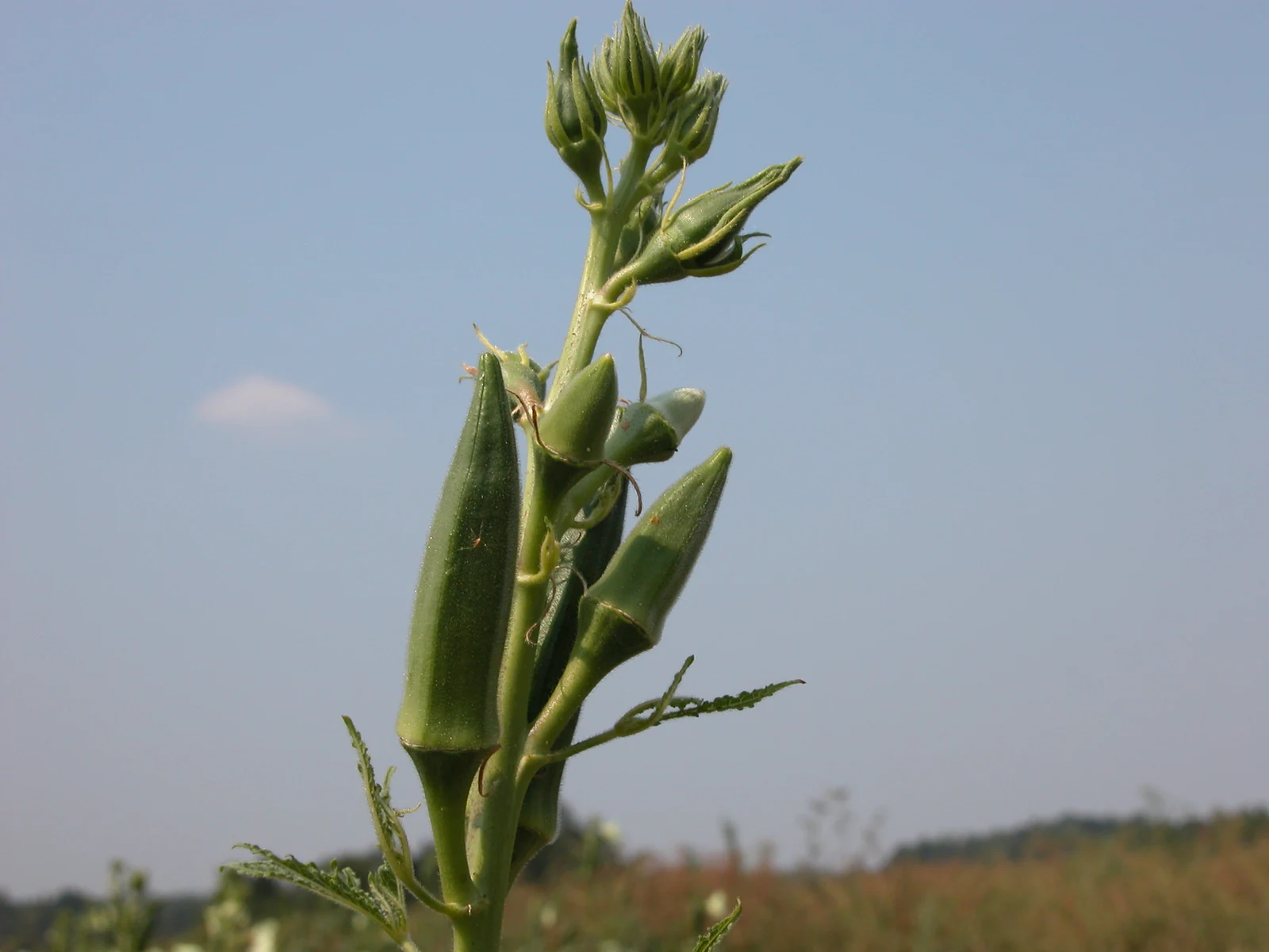 Dwarf Long Pod Okra