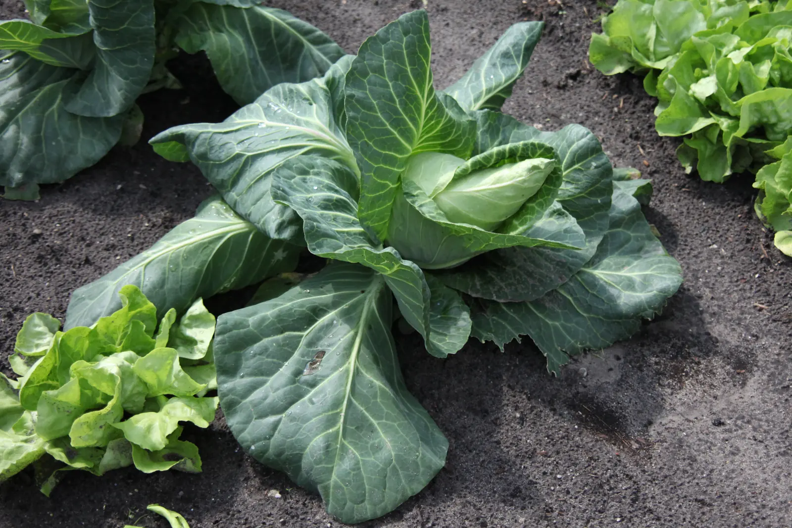 Early Jersey Wakefield Cabbage