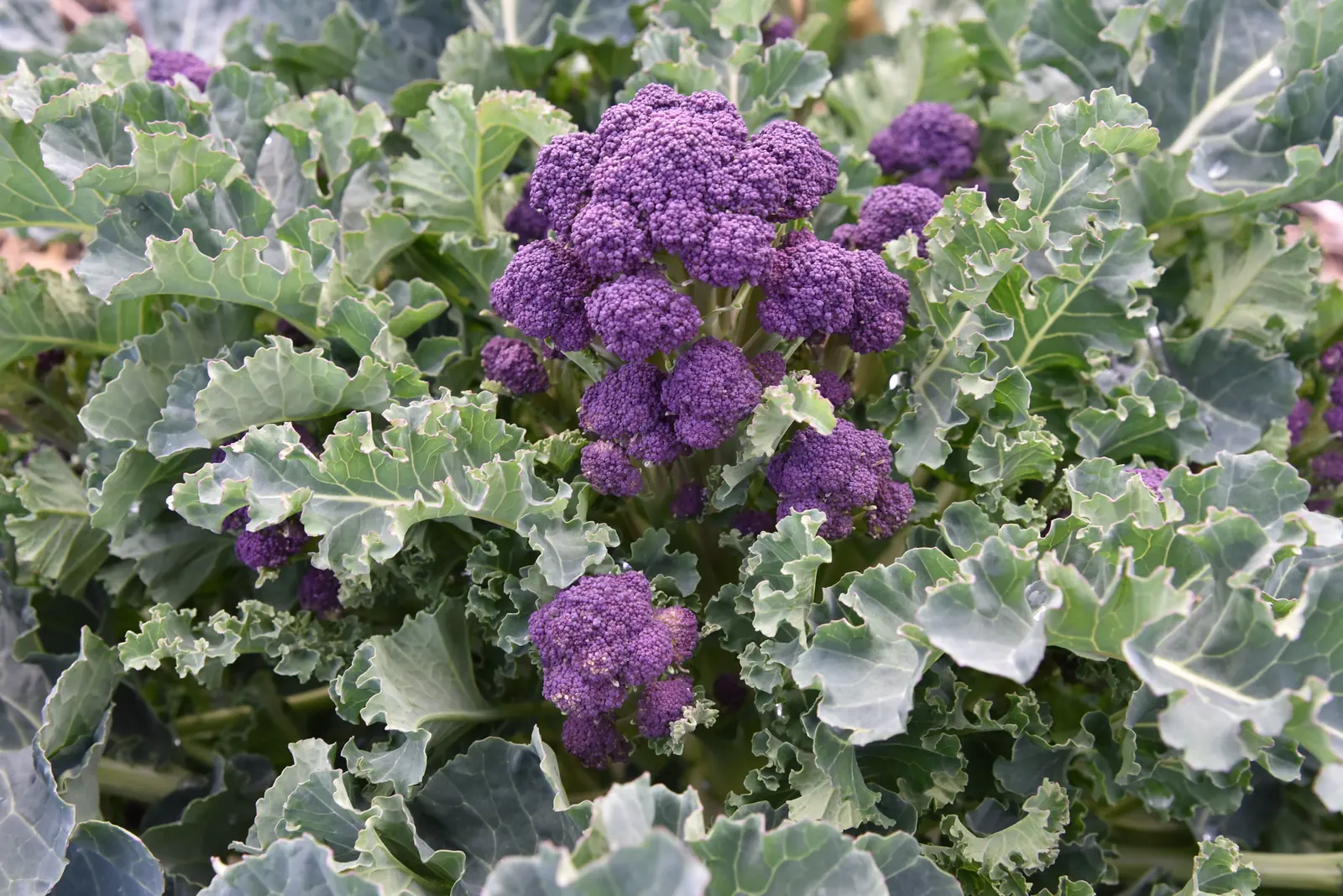Early Purple Broccoli