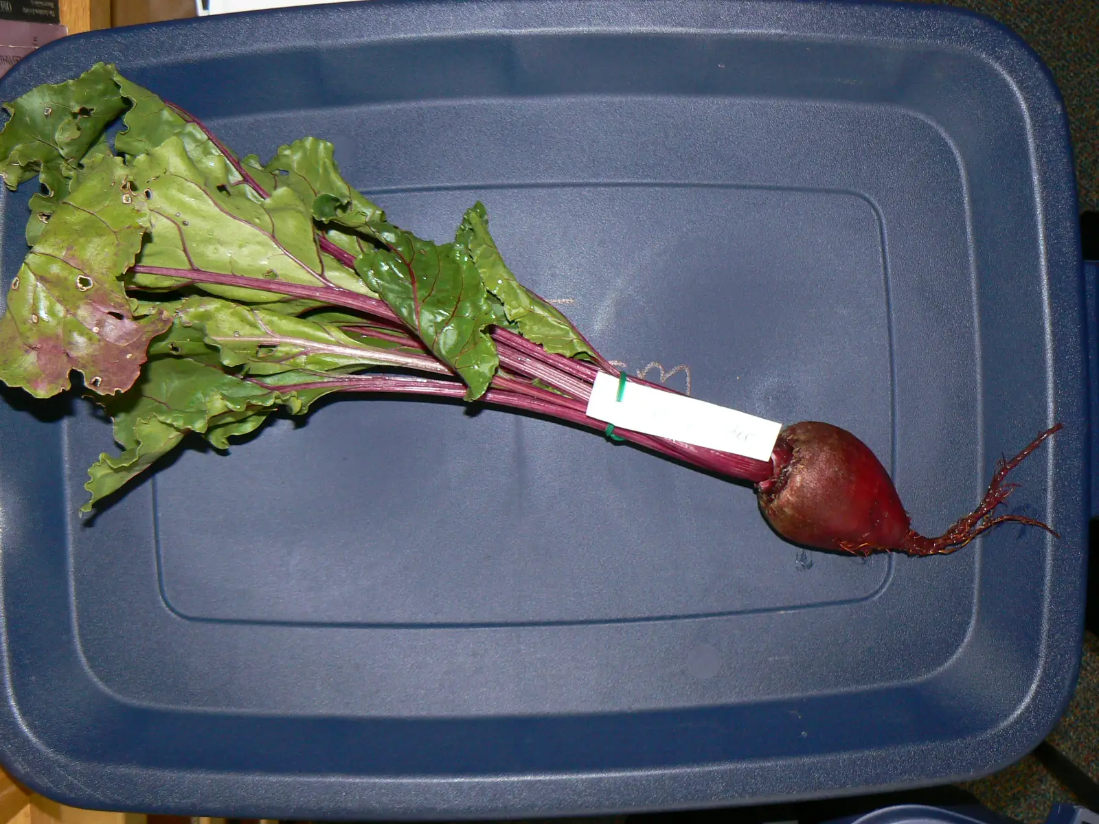 Early Wonder Beets