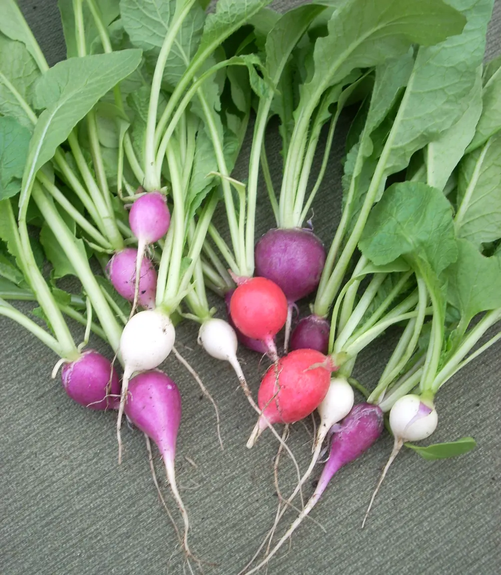Easter Egg Radishes