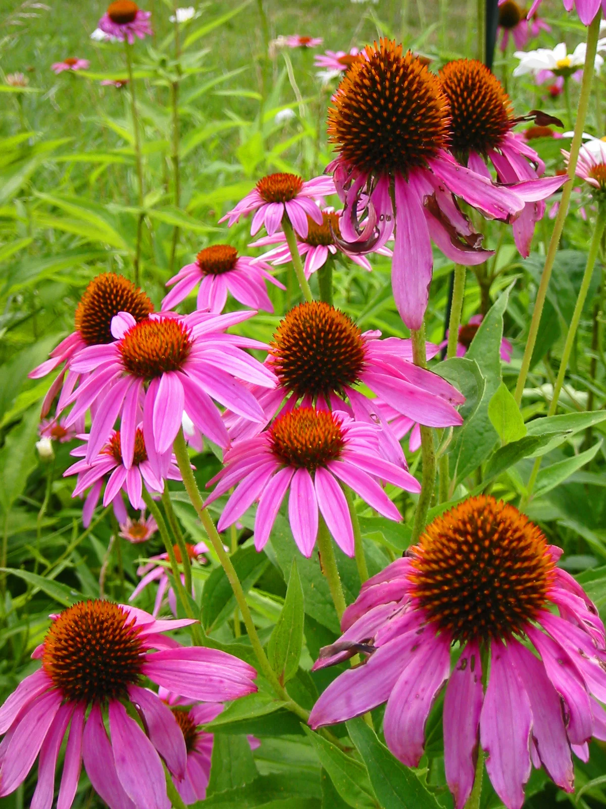 Echinacea