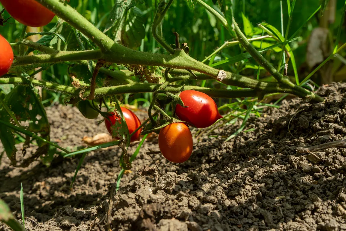 Egg Tomatoes