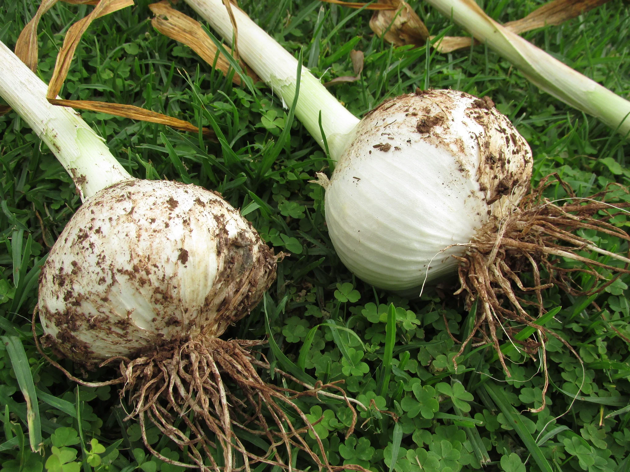 Elephant garlic bulbs