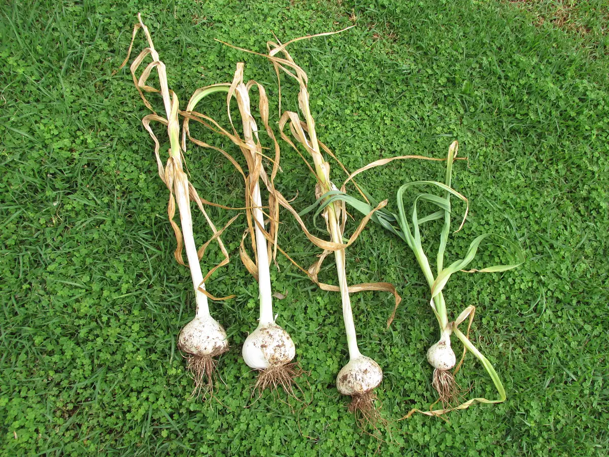 Elephant Garlic