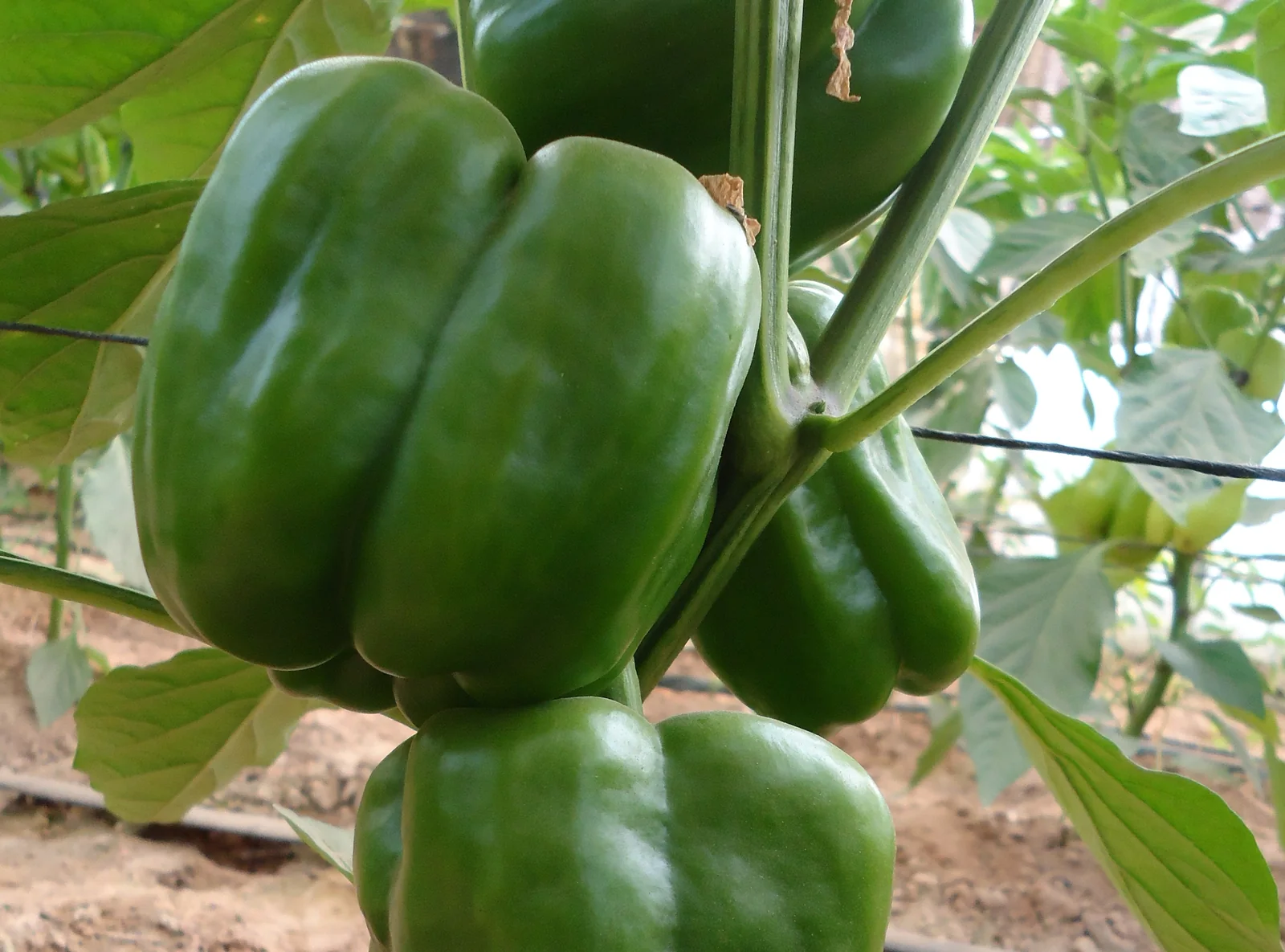 Emerald Giant Sweet Peppers