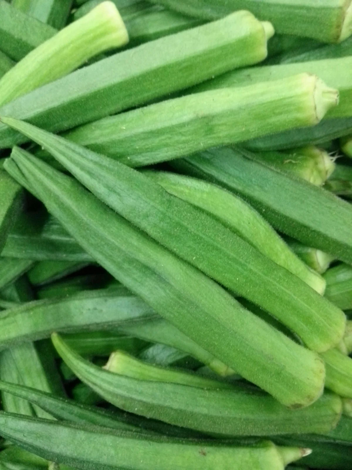 Emerald Green Velvet Okra