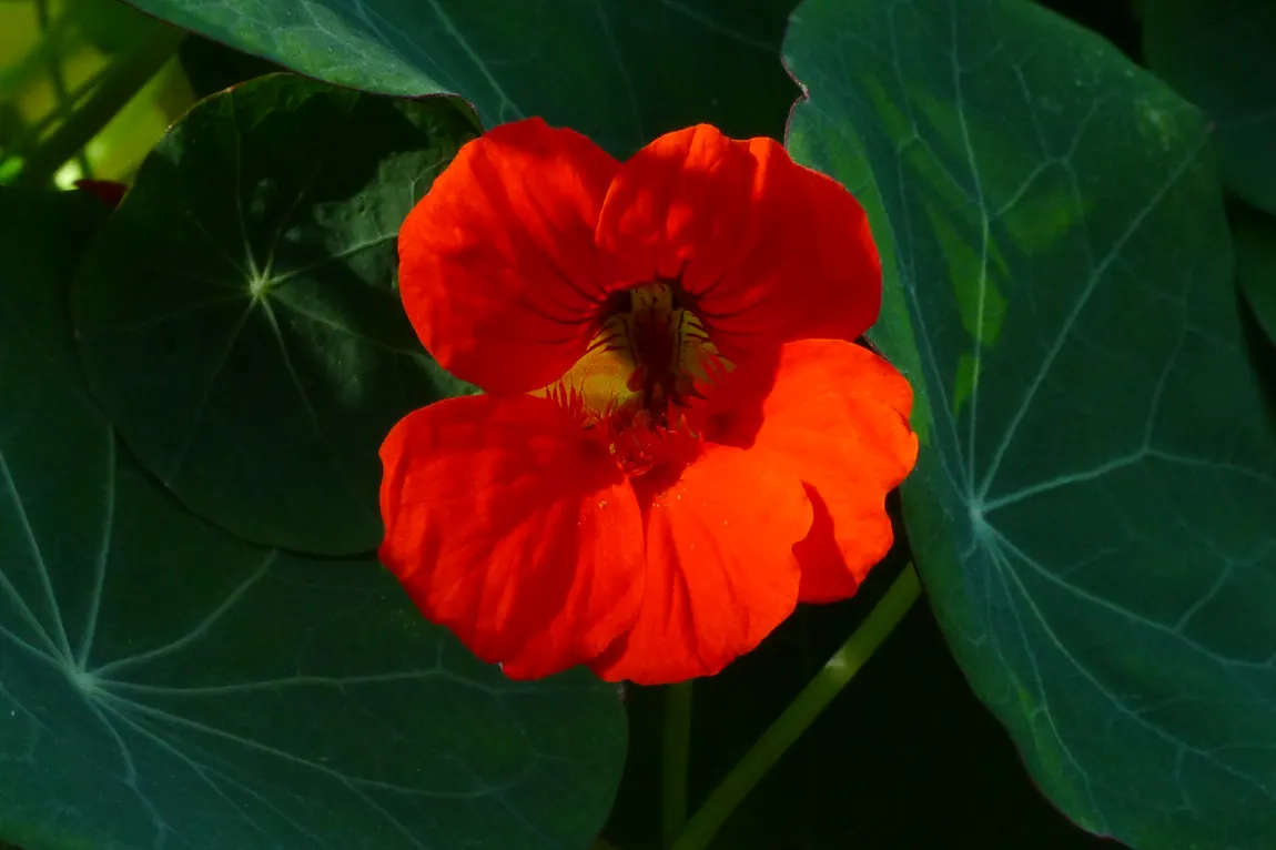 Empress of India Nasturtium Flowers