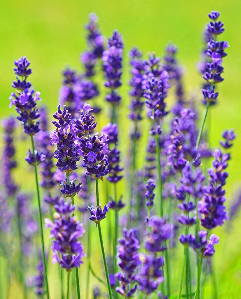 English Lavender
