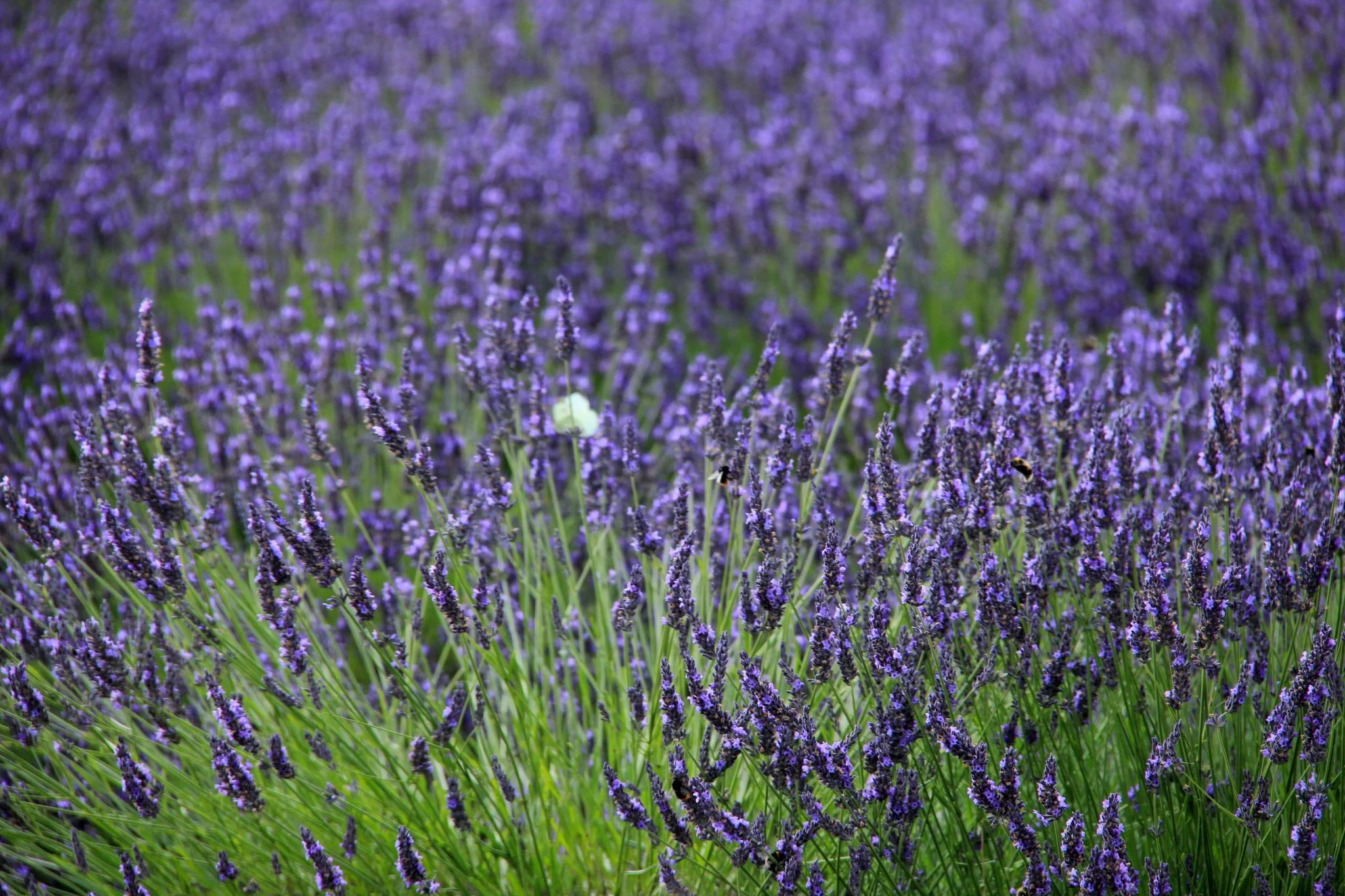 English Lavender