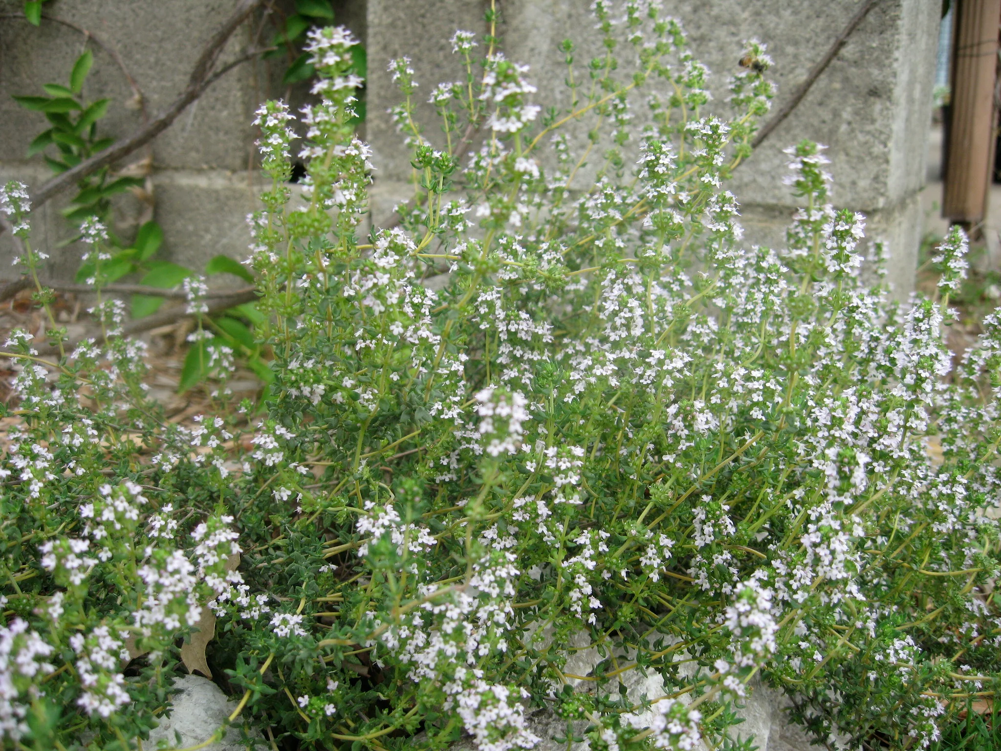 English Thyme