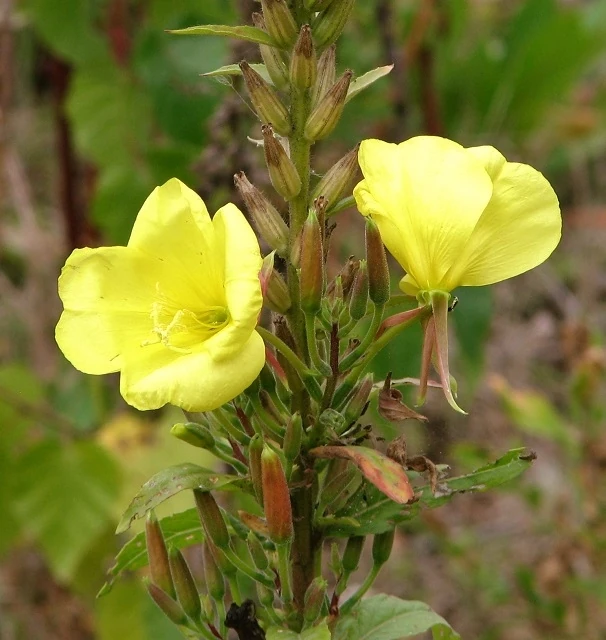 King's Cure-All Evening Primrose Flowers