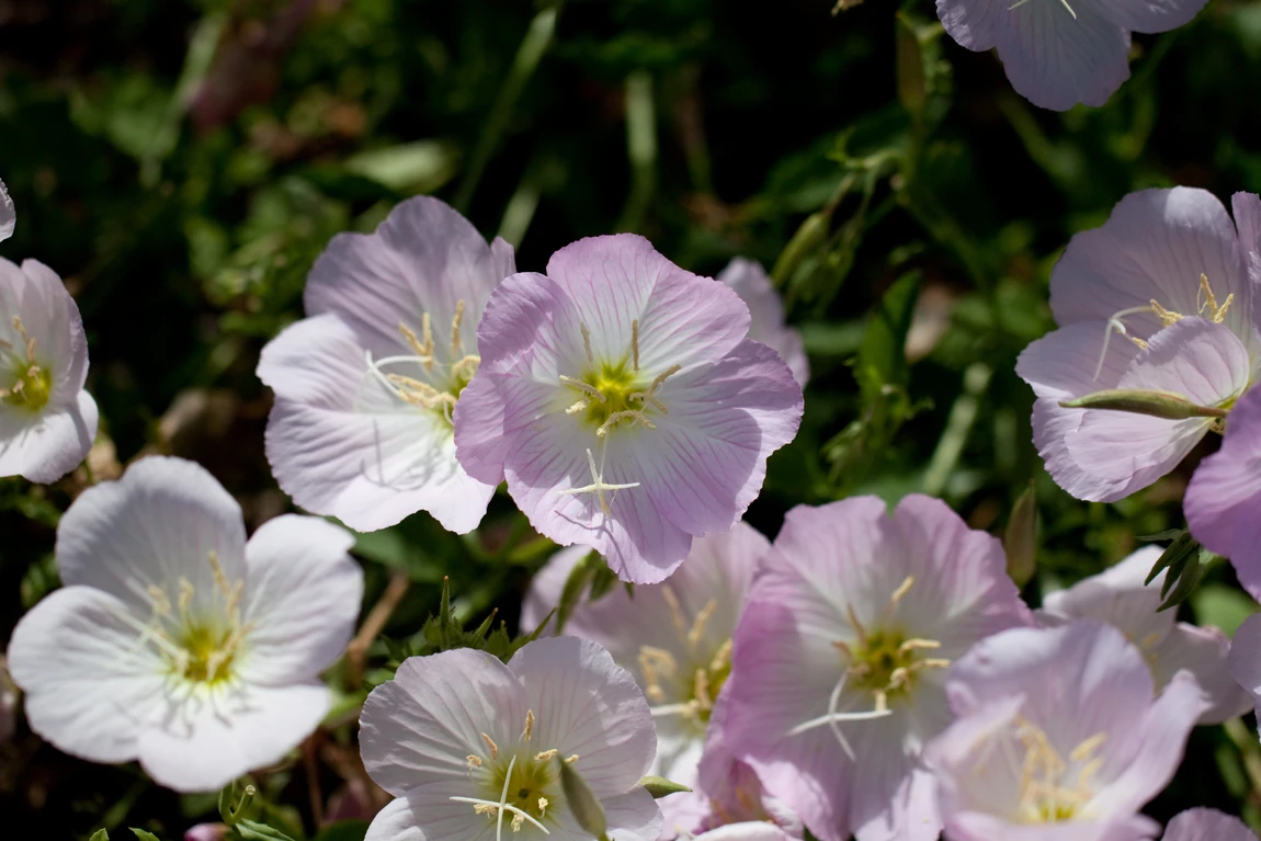 Showy Pink Ladies Evening Primrose Flowers