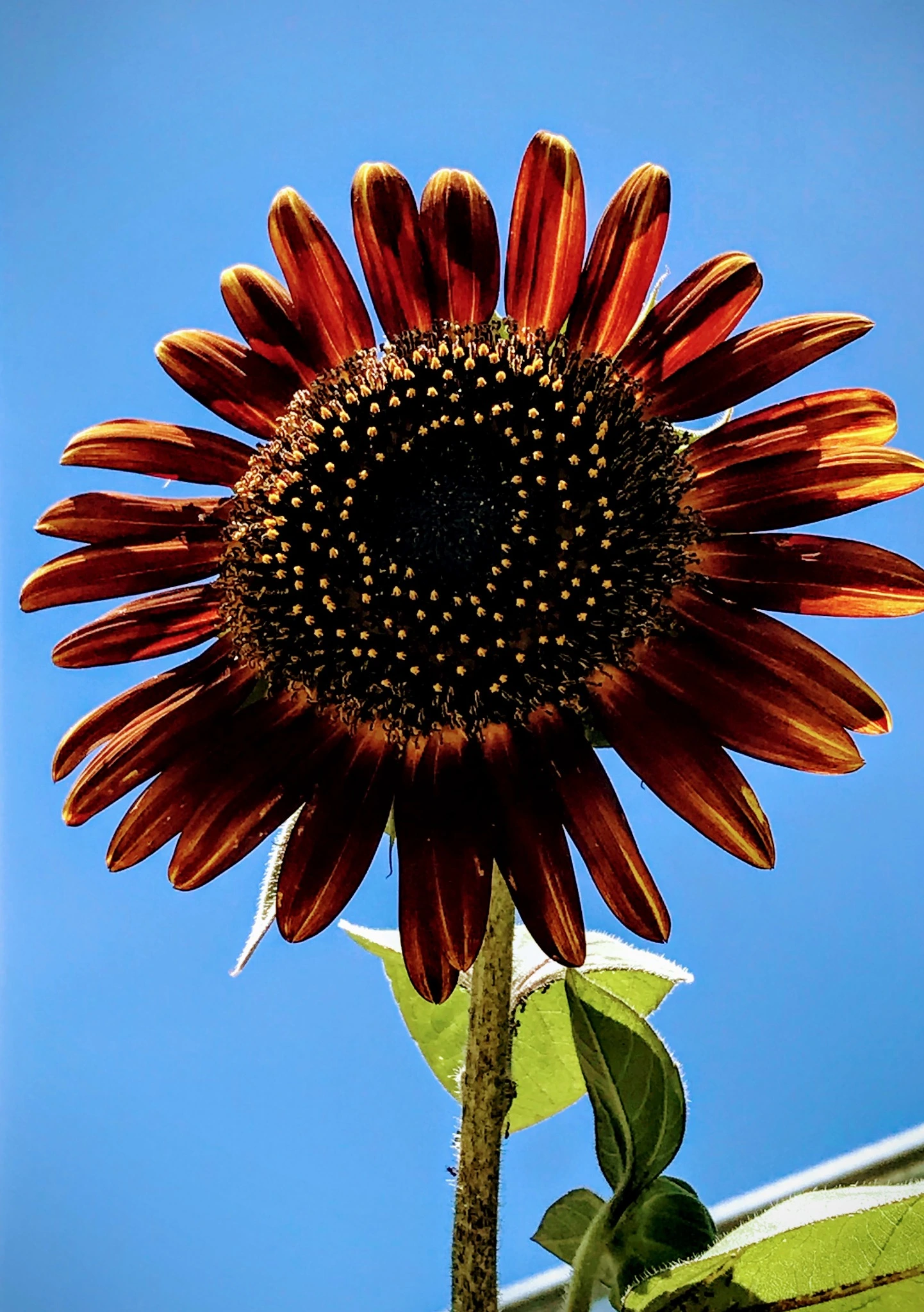 Evening Sun Sunflowers