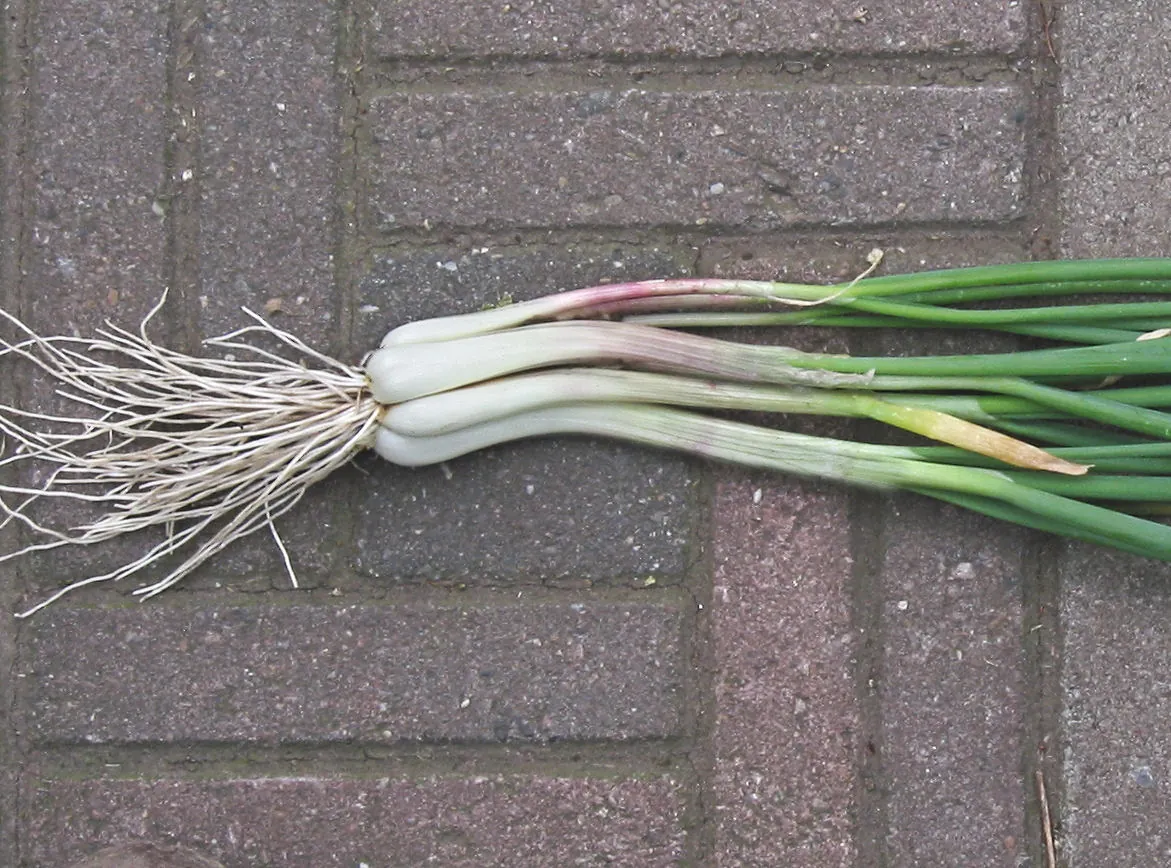 Evergreen Bunching Onions