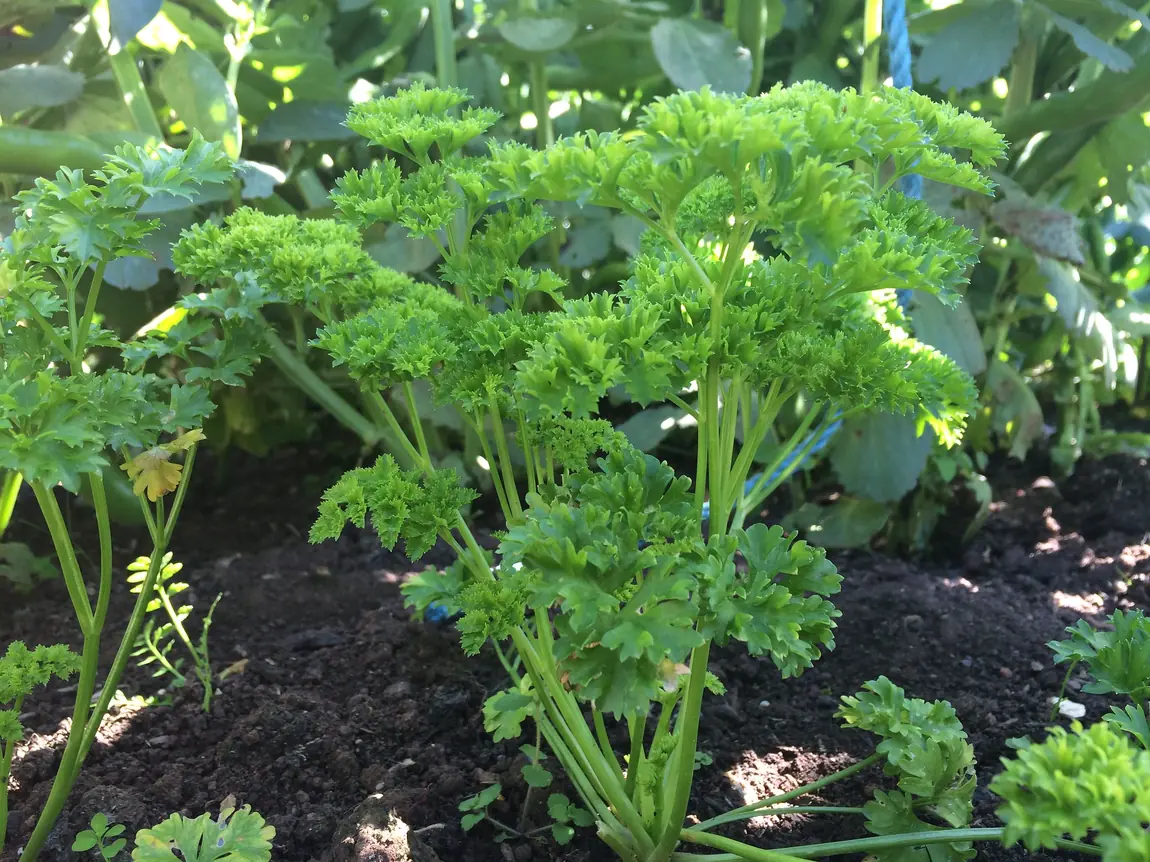 Evergreen Parsley