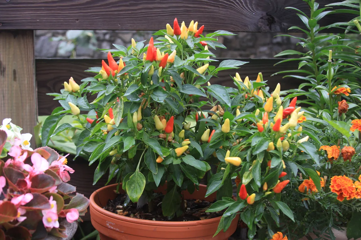 Firecracker Hot Peppers