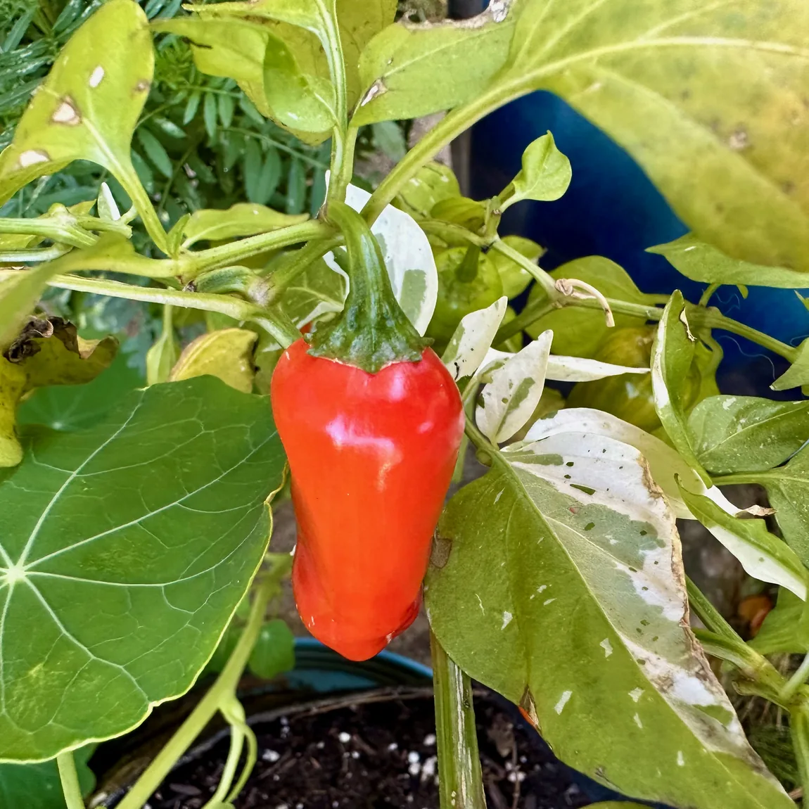 Fish Peppers
