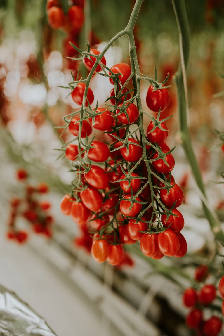 Five Star Grape Tomatoes