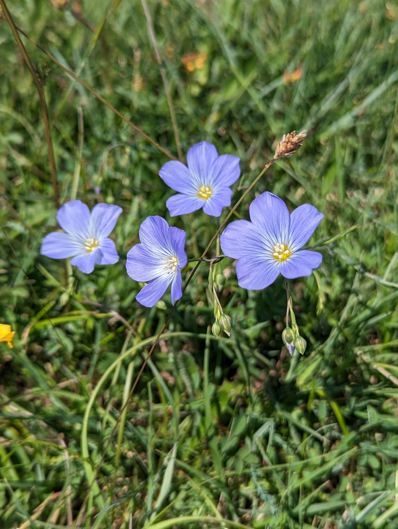 Blue Flax Flowers