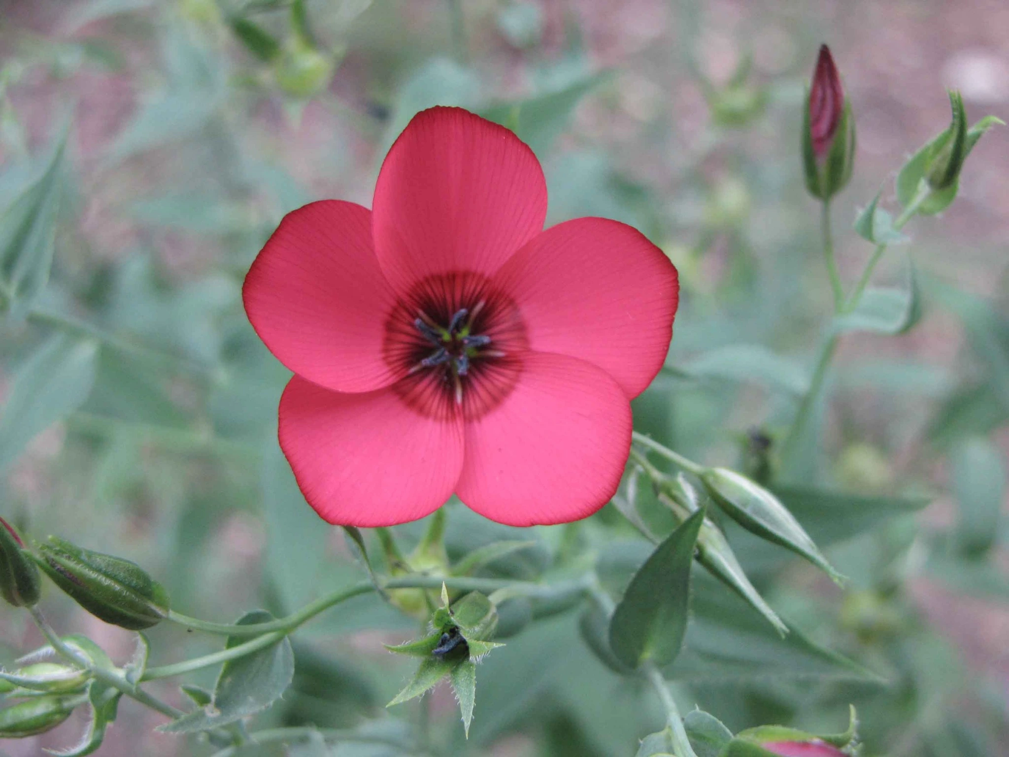 Scarlet Flax Flowers