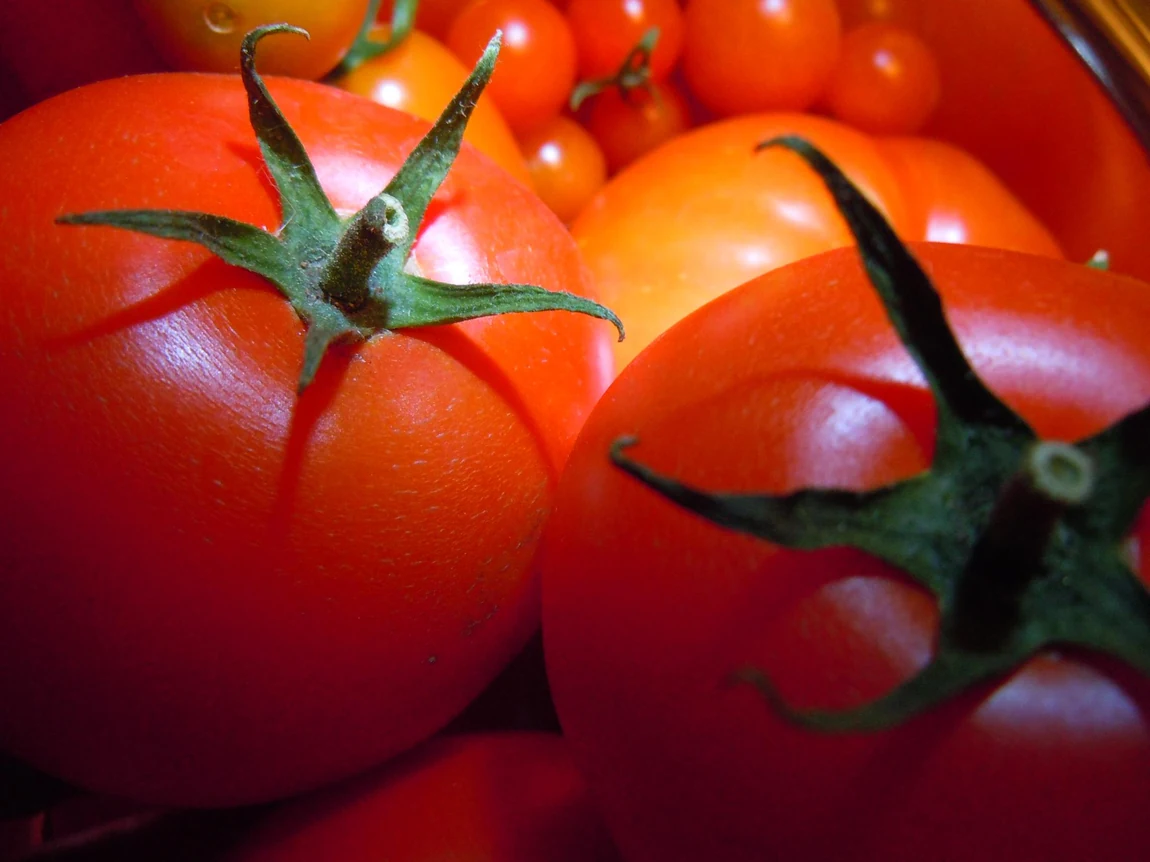Floradade Tomatoes