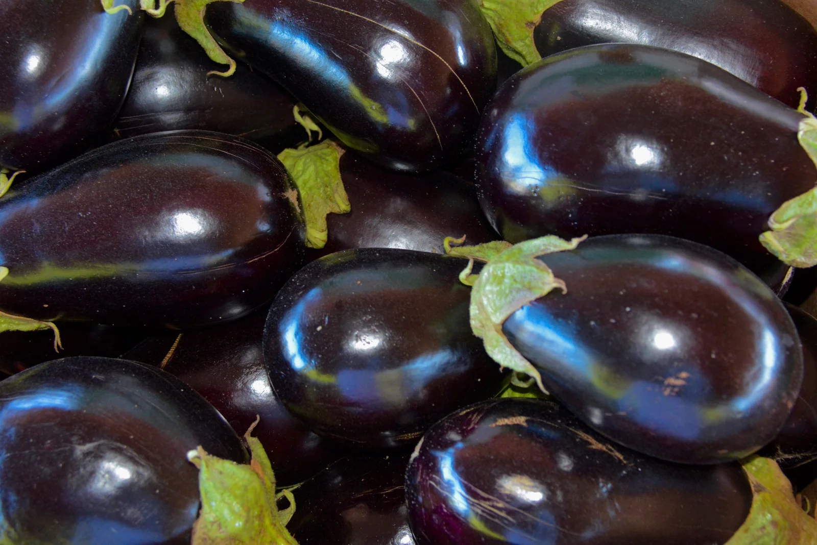 Florida Market Eggplant