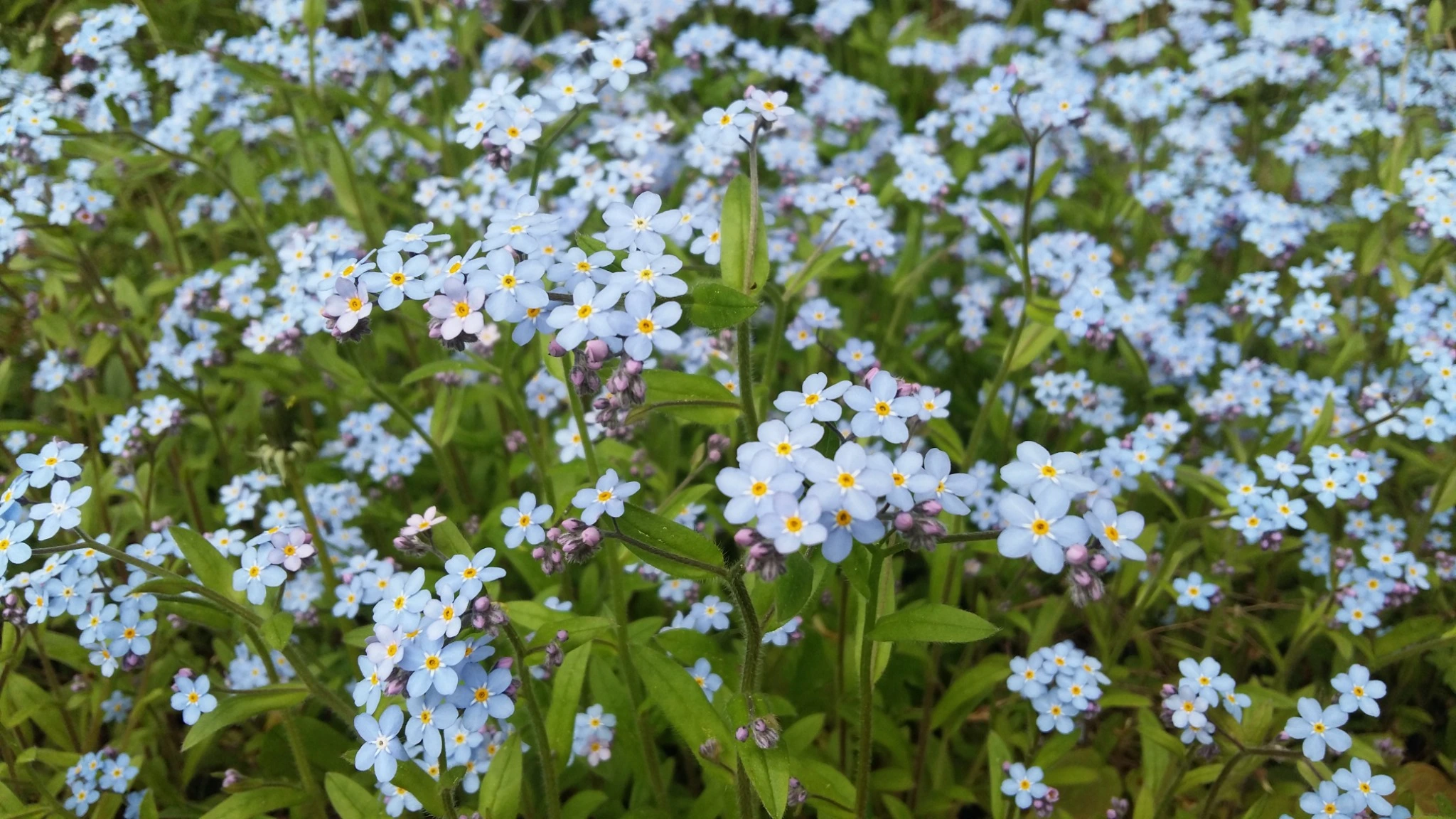 Chinese Forget-Me-Not Flowers