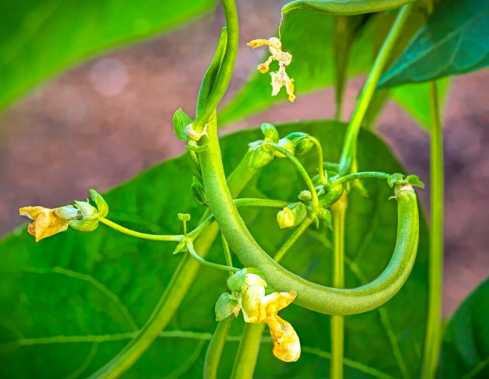 Fortex Pole Bean