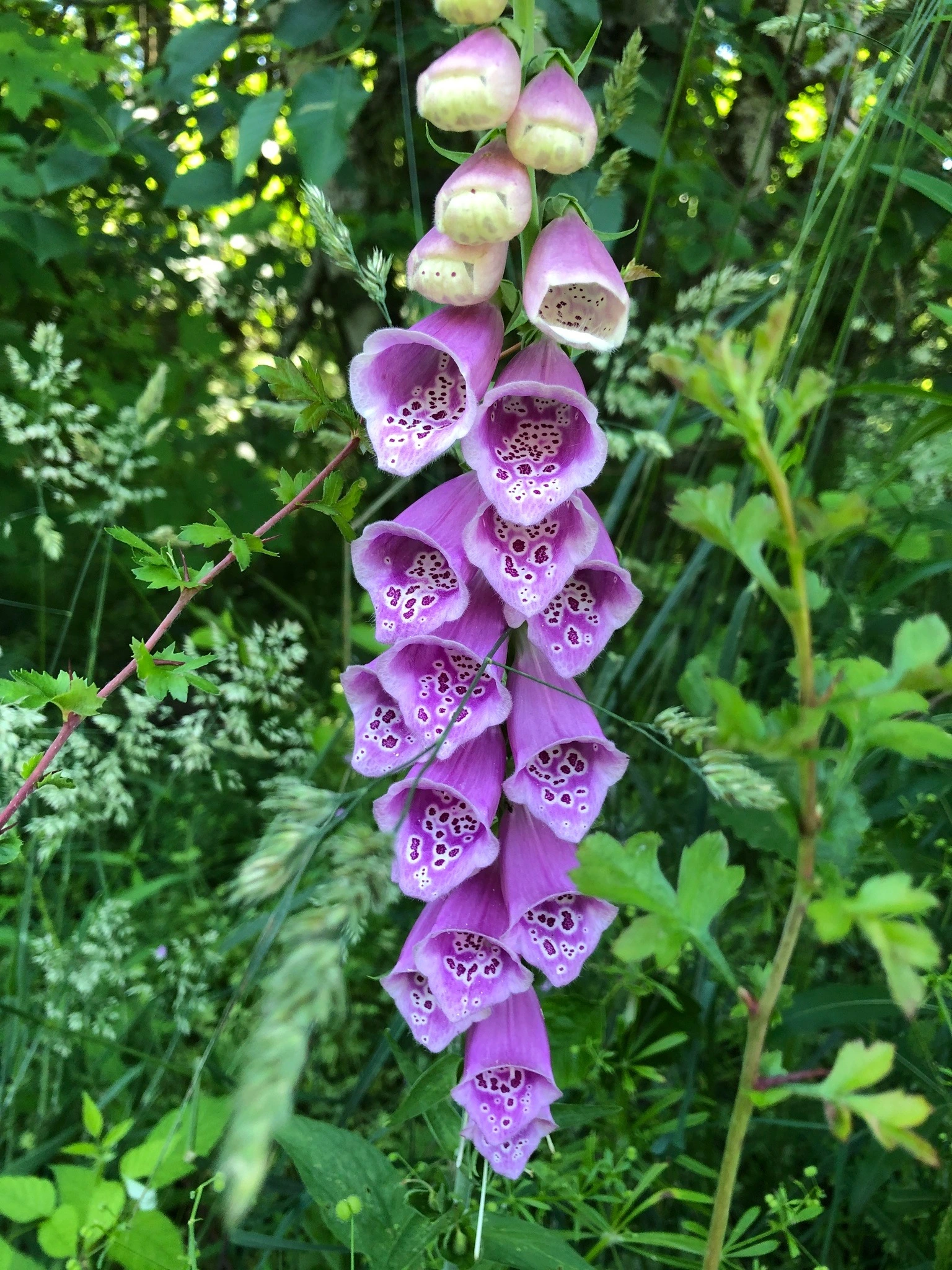 Foxglove Flowers