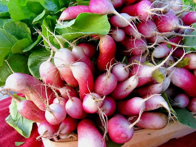 French Breakfast Radish