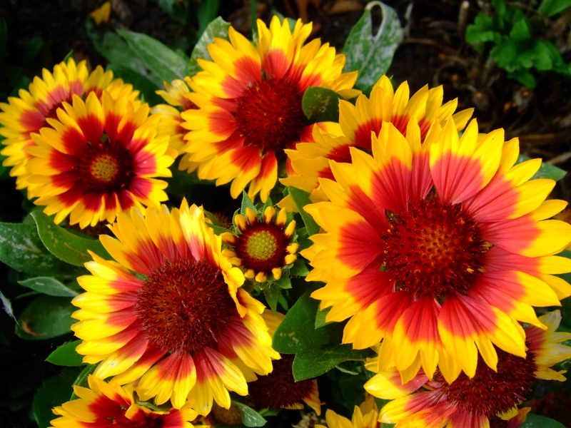 Gaillardia Annual Mix Flowers