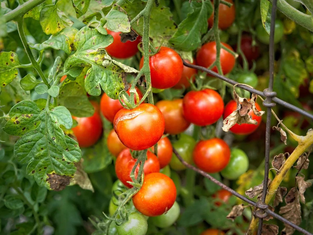 Gardener's Delight Tomatoes