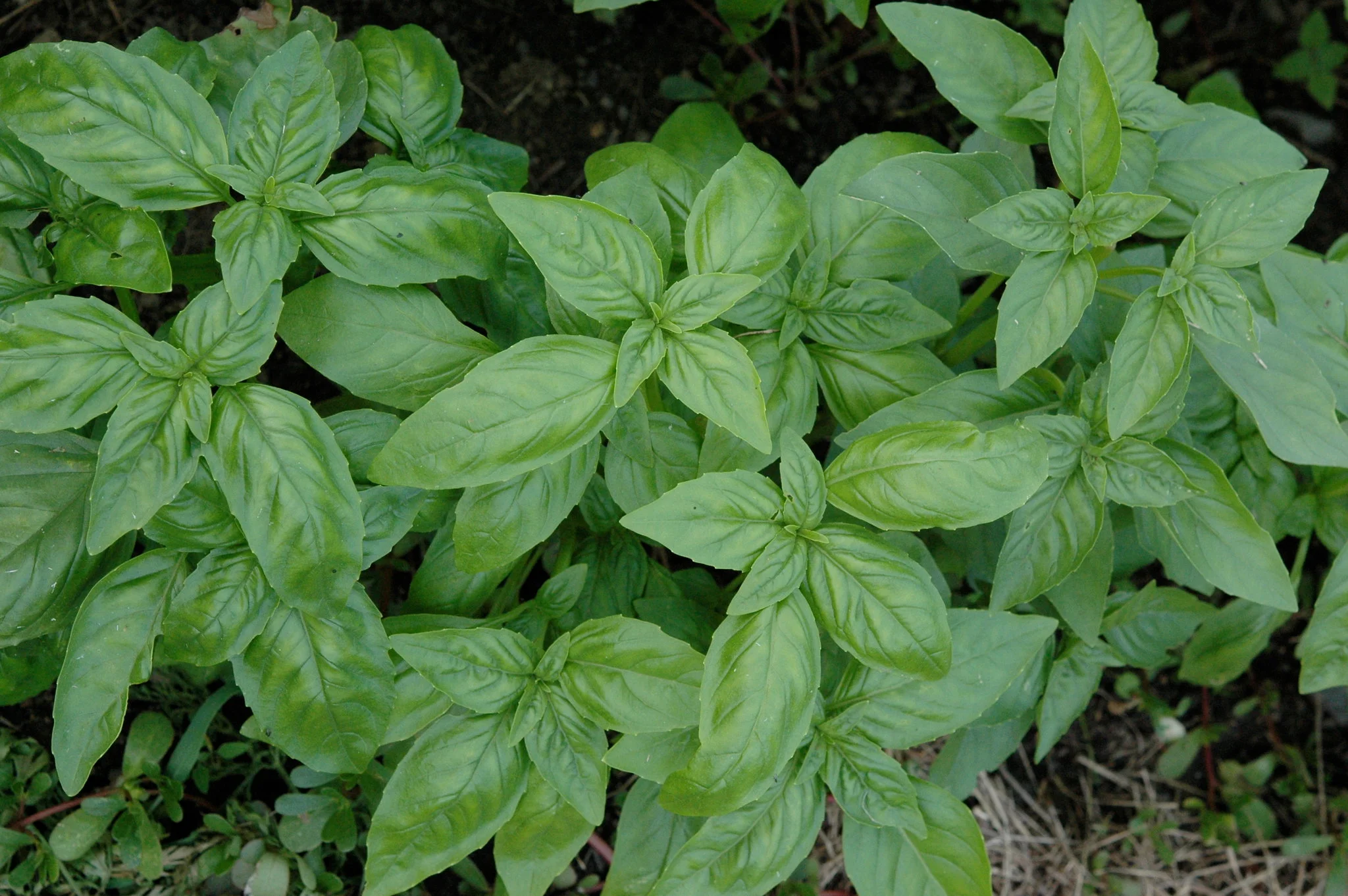 Genovese Basil