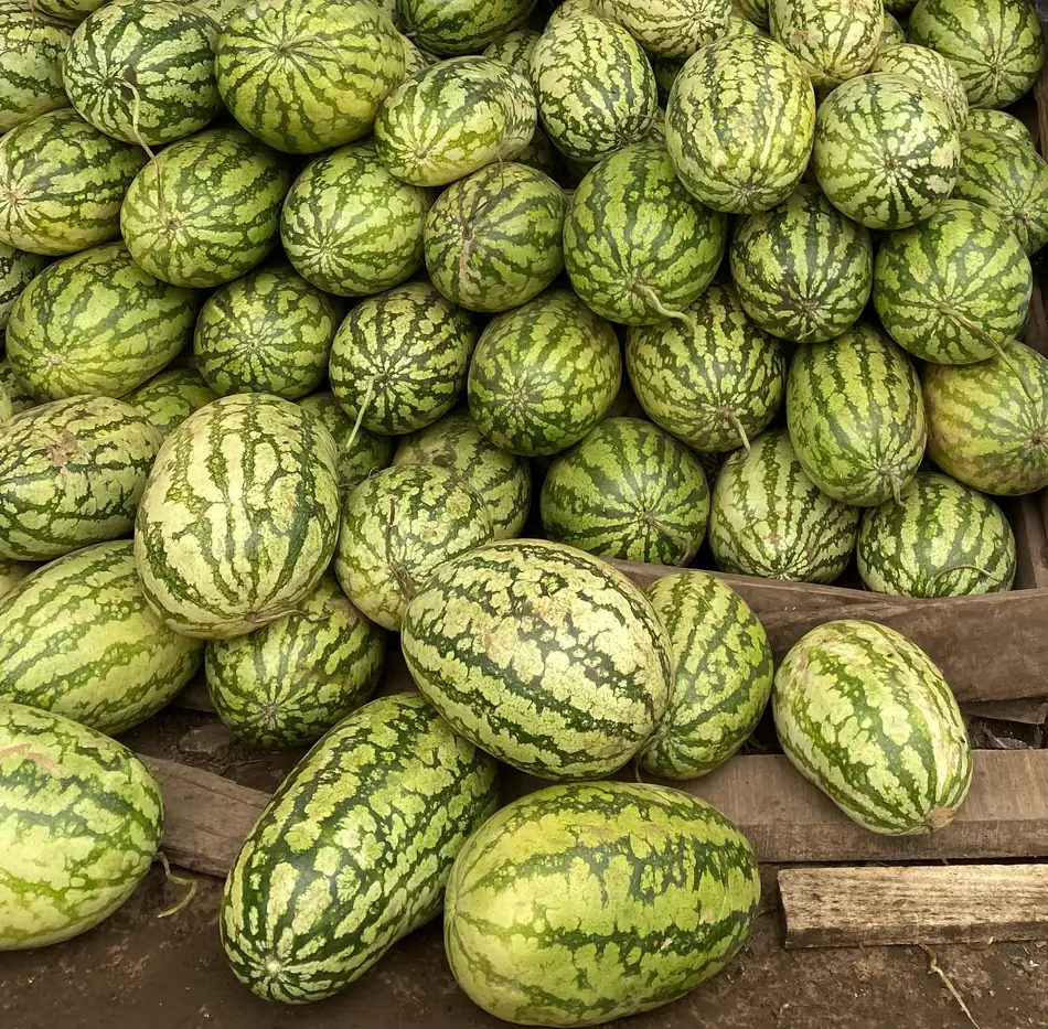 Georgia Rattlesnake Watermelon